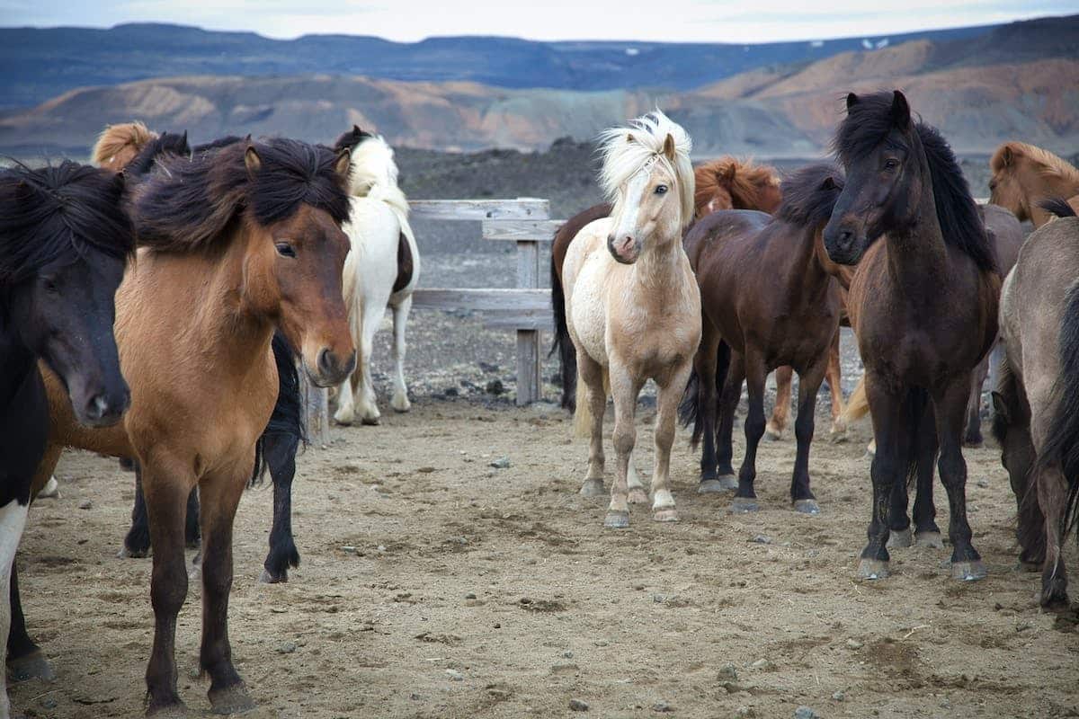 La 4 chevaux : une voiture emblématique à découvrir !