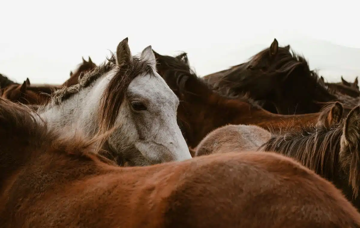 4 chevaux